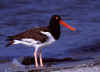 American Oystercatcher