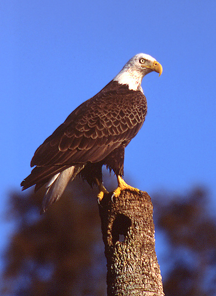 Bald-head%20Eagle%20Perched.jpg