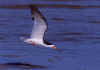 Black Skimmer Skimming