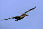 Brown Pelican Flier at Eye Level.jpg