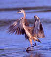 GBH Dancing