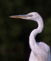 GBH White Morph Bust Shot (B)