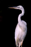 GBH White Morph Full Portrait