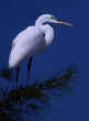 GREAT EGRET WITH MATING LORES IN TREE