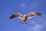 Gull Flier (B)