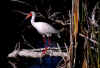Ibis at Bailey Tract (book)