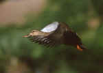 Mottled Duck Flying