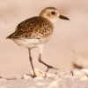 Plover on the Run