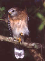 Red-shouldered Hawk Hidden at Dunes