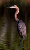 Reddish with Subtle Monet Reflection