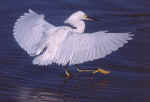 Snowy Landing Wings Fanned and Fully Displayed