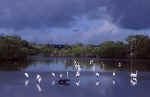 WOODSTORKS Greats  Cormorants Ding NWR