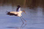 WOODSTORK Landing(B)