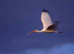 White Ibis Flying at Sunset