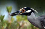 Yellow-Crowned Night Heron with Prey
