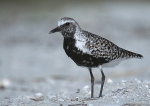 Black-bellied Plover JULY 29