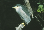 Black-crowned Night Heron July 25