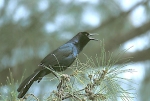 Boat-tail Grackling