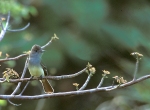 Great Crested Flycatcher