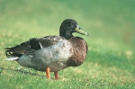 Lesser Scaup NPN Aug