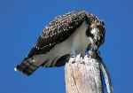 Osprey Adolescent With Fish