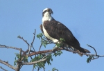 Osprey In Tree At Dunes