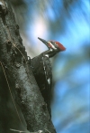 Piliataed Woodpecker