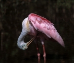 Roseatte Spoonbill Preeening