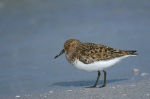 Sanderling