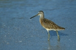 Short-billed Dowitcher