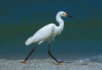 Snowy Egret Struting
