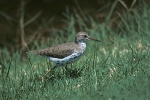 Spotted Sandpiper NPN July 27