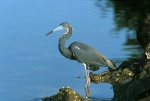 Tricolor Wading