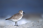 Black-bellied Plover
