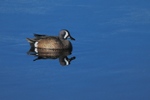 Blue-winged Teal