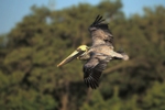 Brown Pelican Flier in Winter Plumage