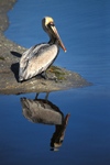 Brown Pelican In Mating Plumage.
