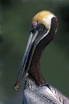 Brown Pelican Mating Plumage