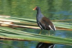 Common Moorehen