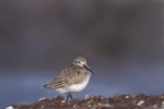 Dunlin