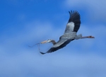 GBH Flier With Nest Material