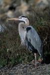 GBH In Mating Lores