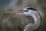 GBH Mating Lores Head & Neck