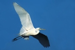 Great Egret Flier With Mating Lores