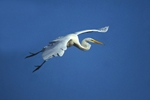 Great Egret Flier