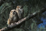 Great Horned Owl Fledgling and Mom