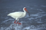 Ibis Wading In Gulf Surf