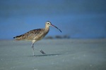 Long-billed Curlew