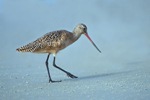 Marbled Godwit