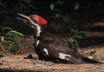 Piliated Woodpecker After Mating